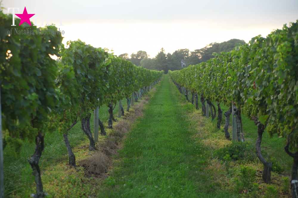 Виноградники Лонг-Айленда, Хэмптонc, штат Нью-Йорк